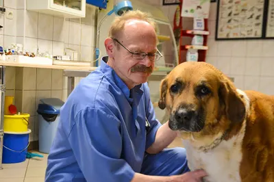 Dogmed - Przychodnia weterynaryjna